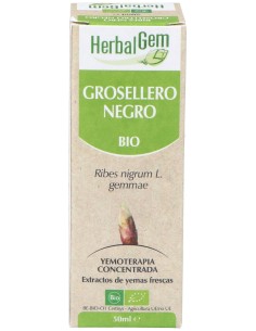 Grosellero Negro Macerado Glicerinado 50Ml.