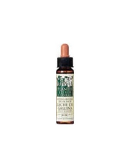 Chicory Plantis Flores De Bach Nº 08 10Ml.